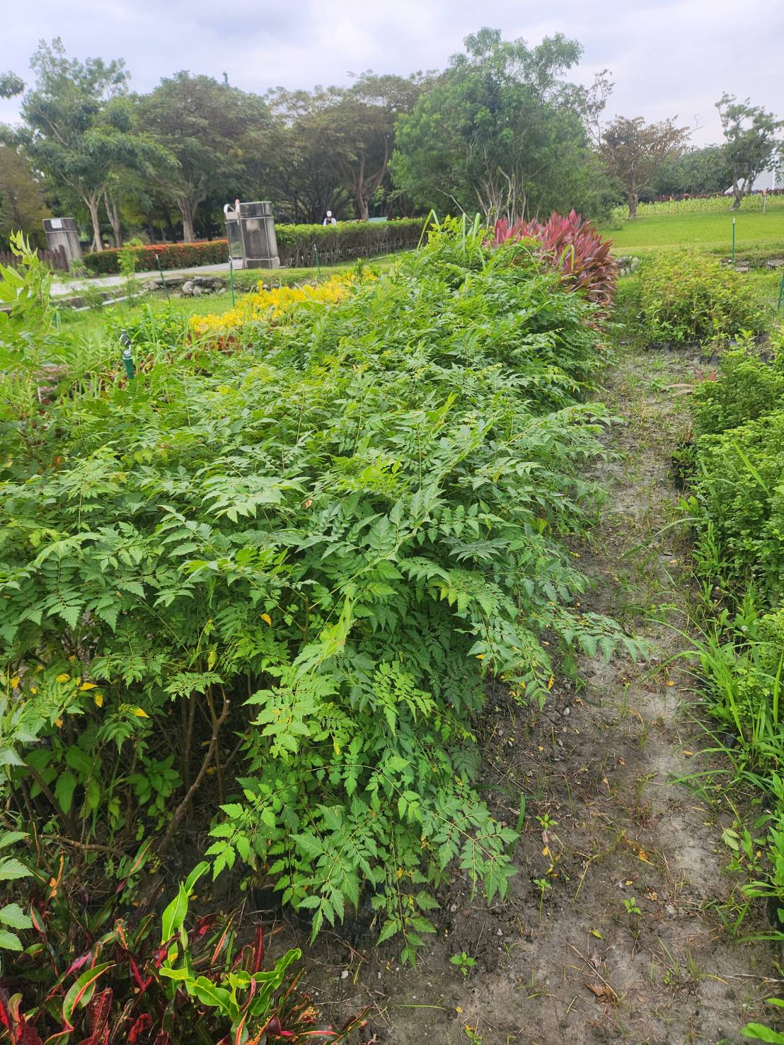 台灣欒樹 (苦苓舅)（Koelreuteria henryi）