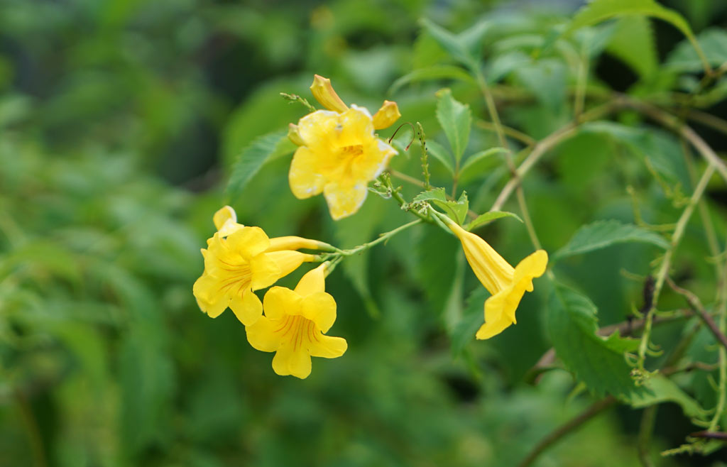 黃鐘花（Tecoma stans）
