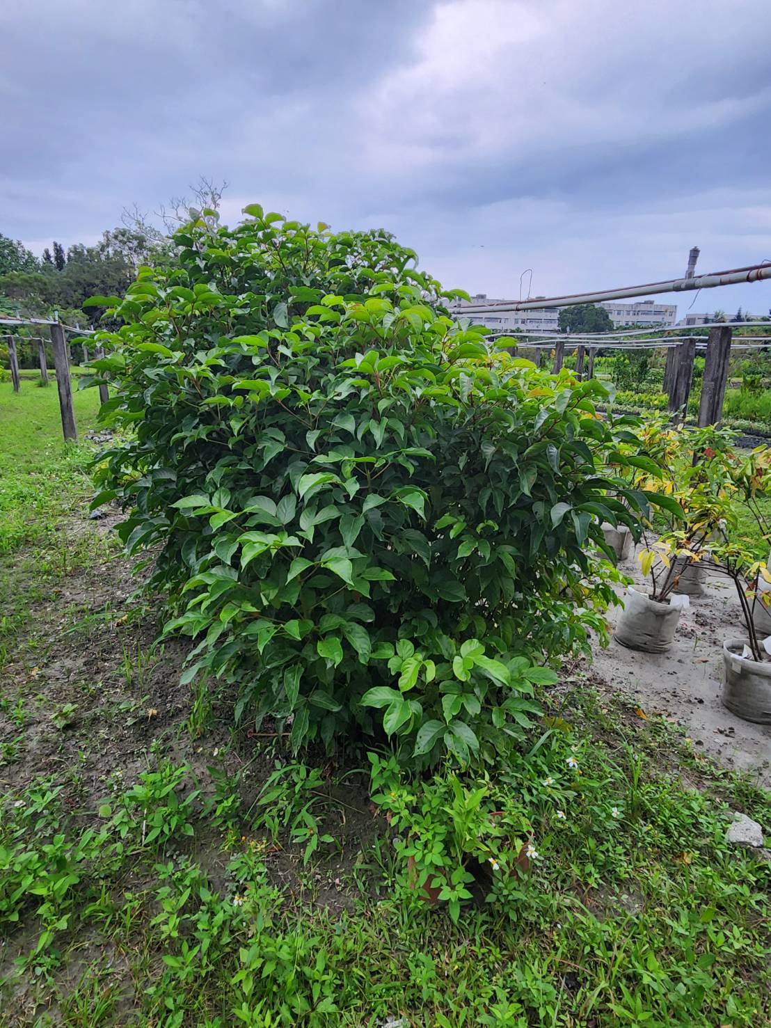 茄冬（Bischofia javanica）