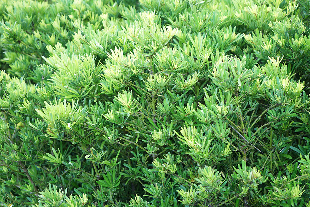 羅漢松(蘭嶼羅漢松)（Podocarpus costalis）