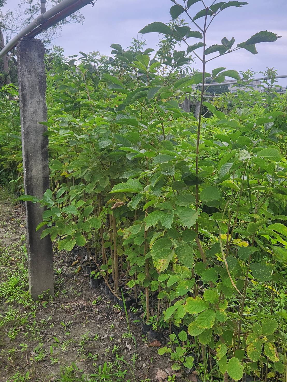 黃金風鈴木（Handroanthus chrysotrichus）