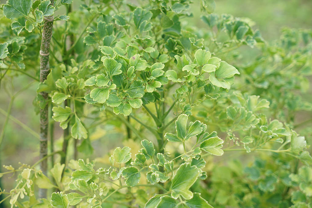 槿葉福祿桐(芹葉福祿桐、勝利福祿桐) (Polyscias guilfoylei 'Quinquefolia')