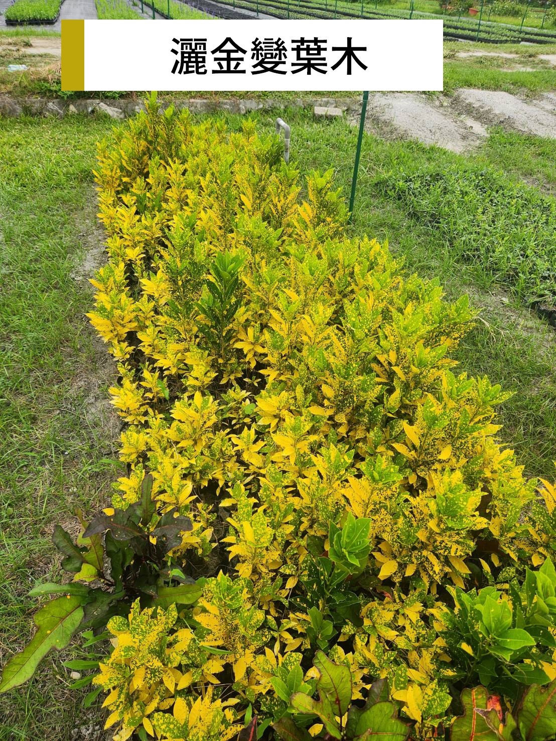 灑金變葉木(Codiaeum variegatum 'Aucubaefolium')