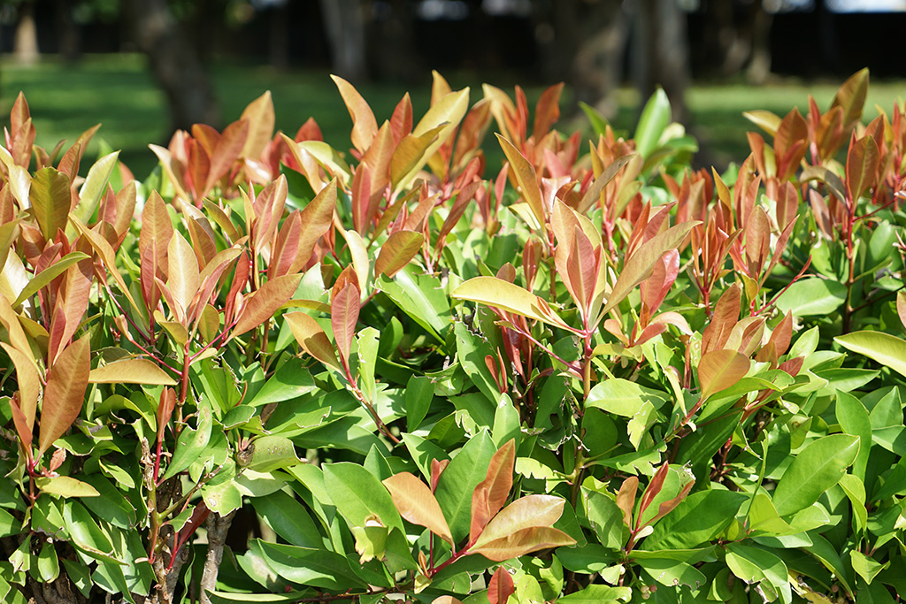 春不老(Ardisia sp.）