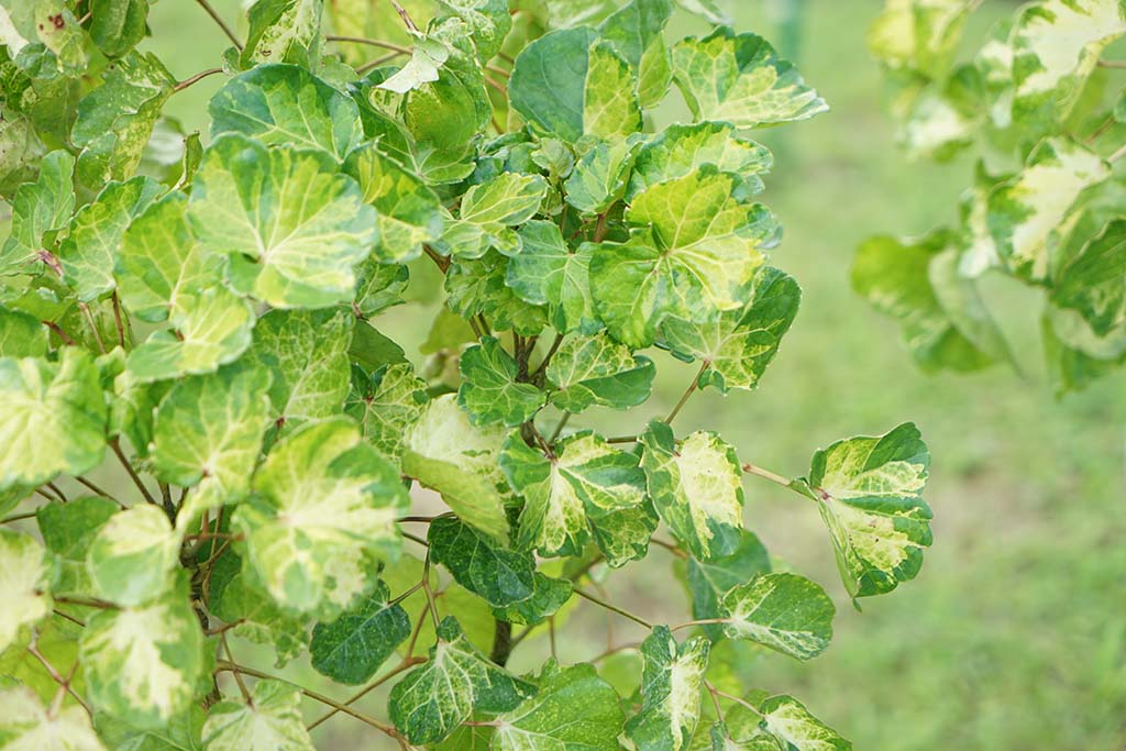 白雪福祿桐Polyscias balfouriana 'Marginata' 