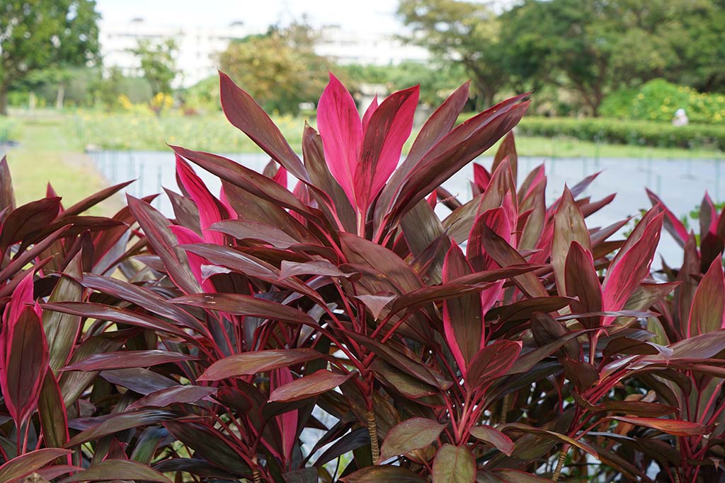 亮葉朱蕉（Cordyline fruticose cv. 'Aichiaka'）