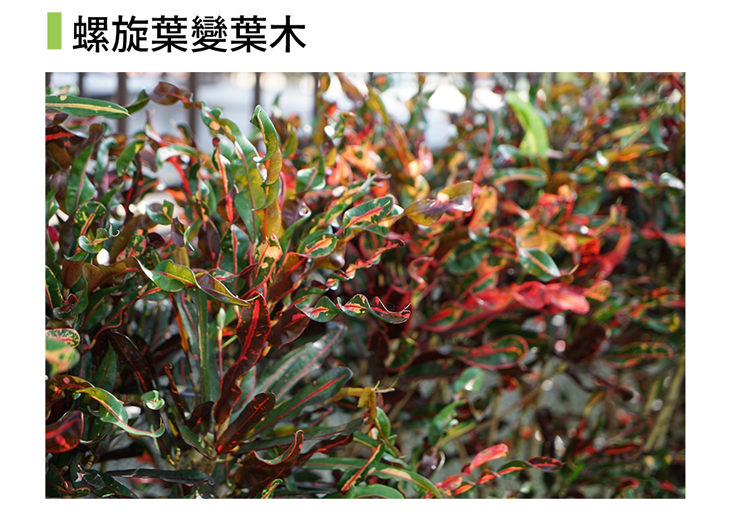 螺旋變葉木近拍