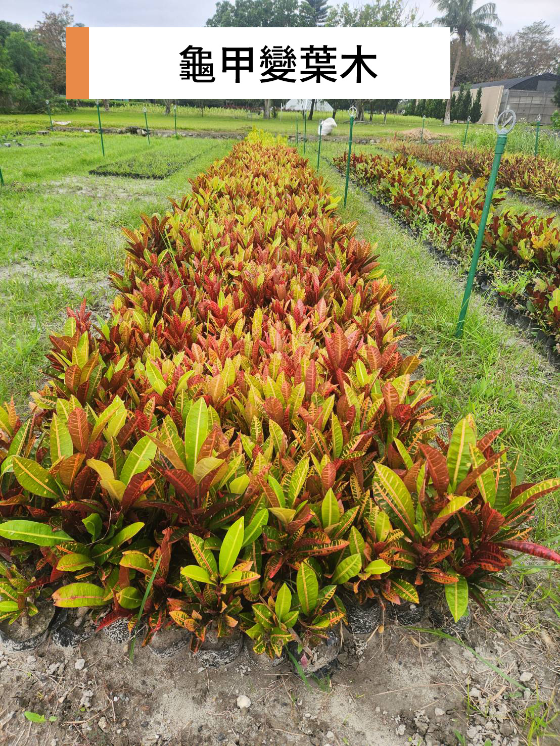 變葉木（Codiaeum variegatum）