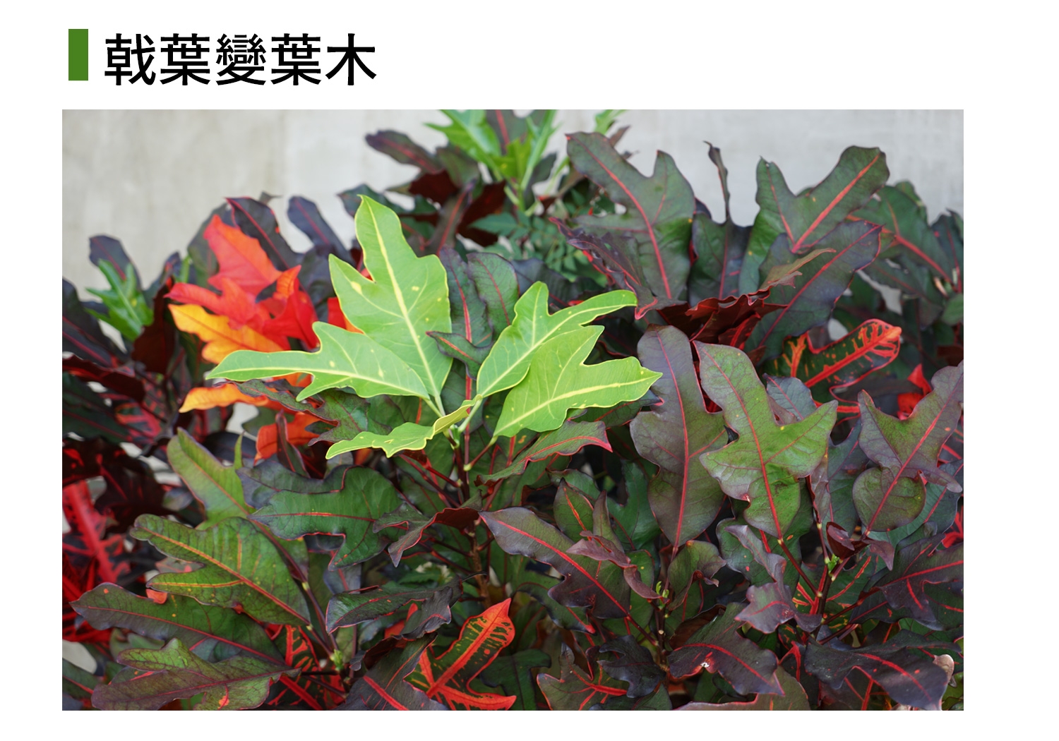 戟葉變葉木近照