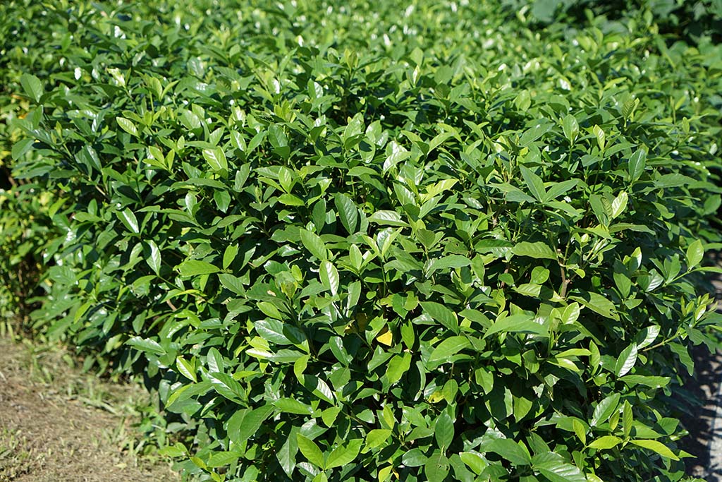 小葉山黃梔（Gardenia jasminoides ’Radicans’）