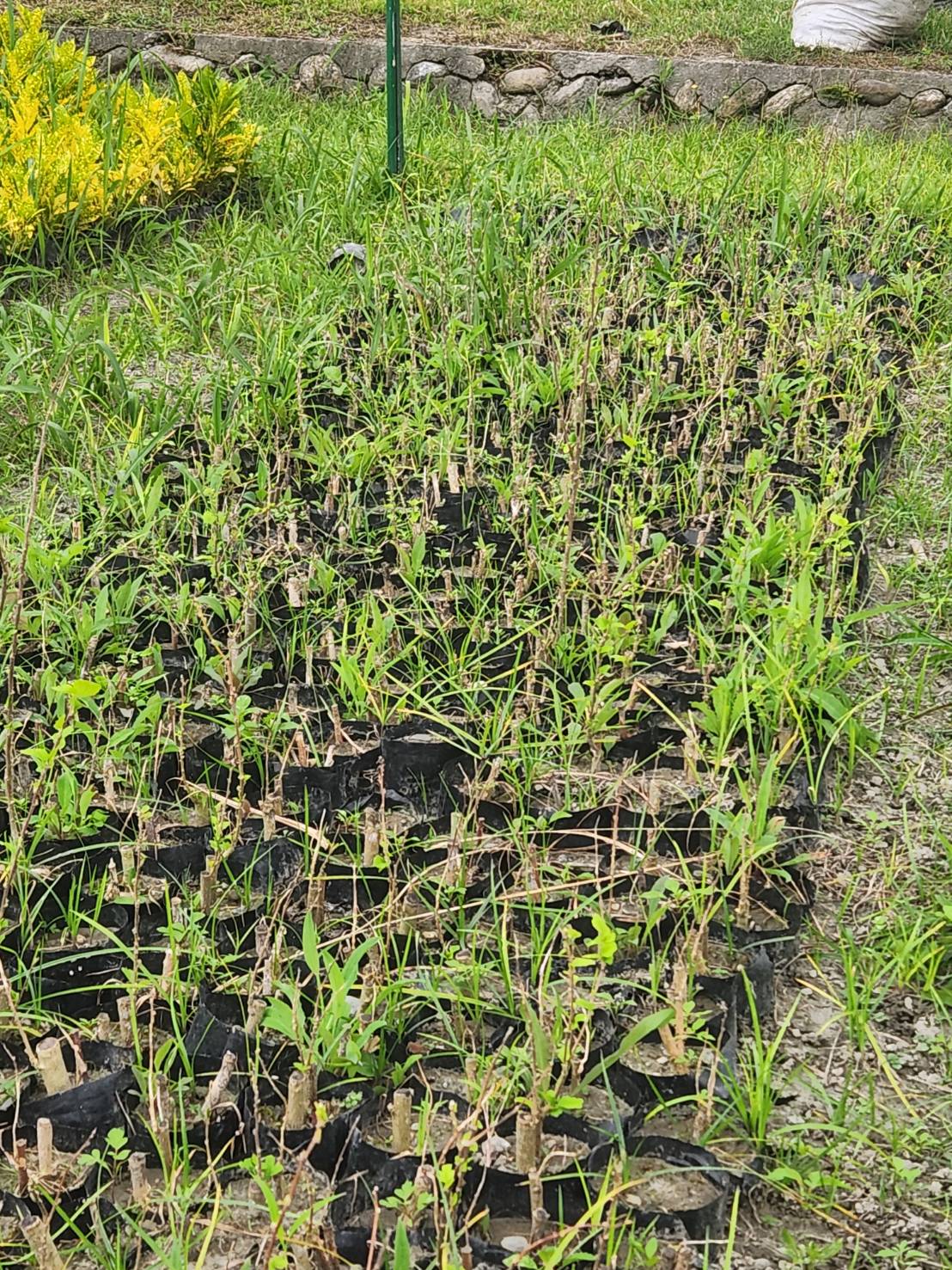 朱槿（Hibiscus syriacus）